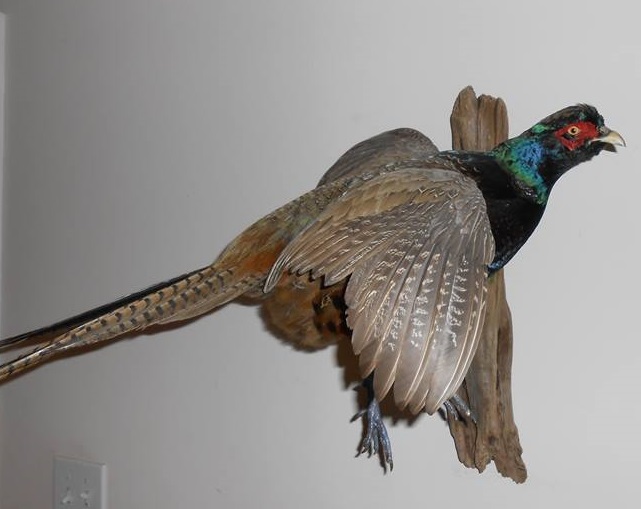 23722281_2000492366902424_453792085086642704_n