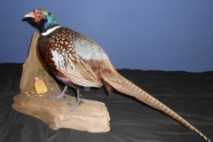 23754805_2000492510235743_4069283495476320269_n